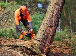 Best Tree Removal Service  in Bayou Lourse, LA